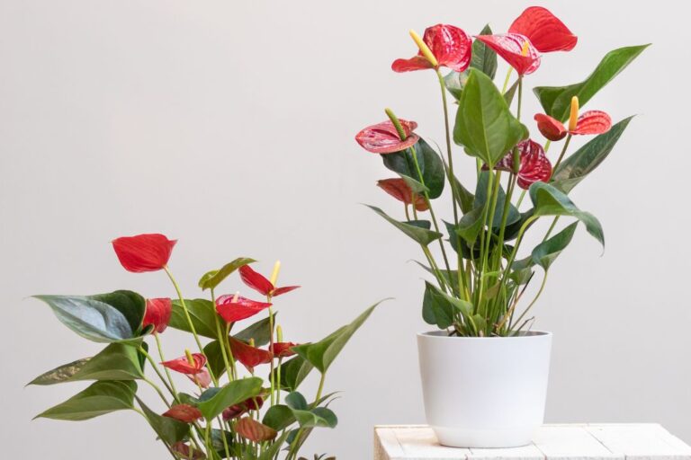 pianta da interno resistente: anthurium