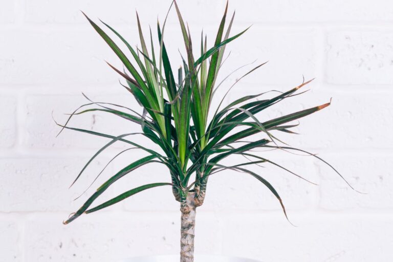 pianta da appartamento resistente: dracena