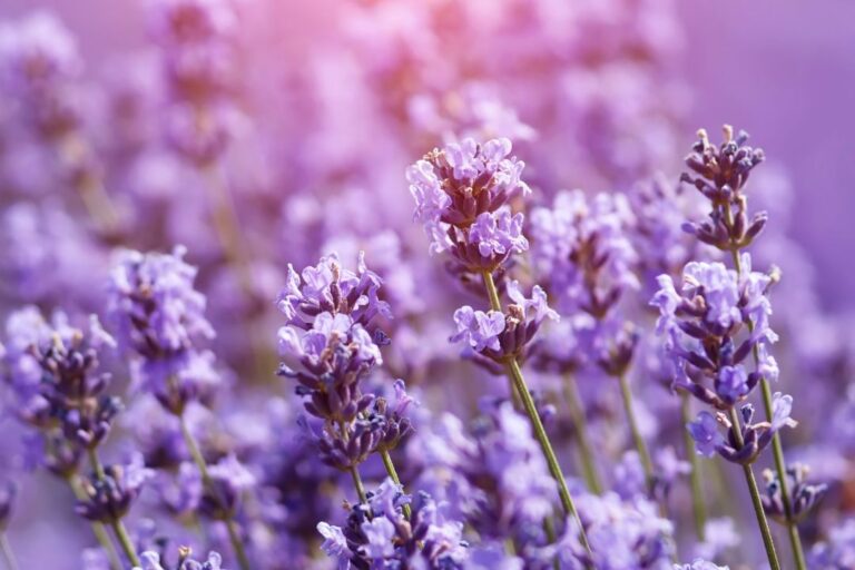 lavanda antizanzare naturale