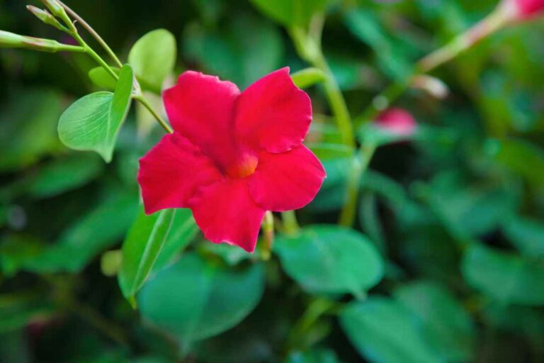 dipladenia pianta resistente al caldo