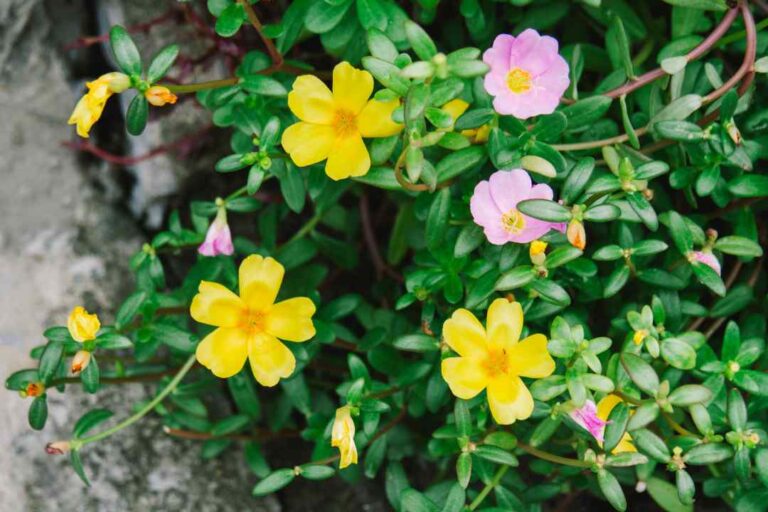 portulaca pianta resistente al caldo